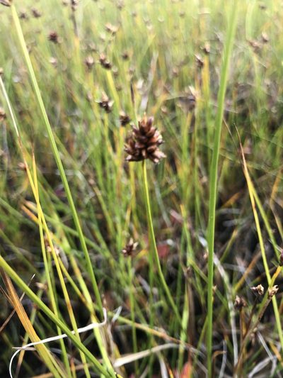 Carex chordorrhiza, photographed by Valerii Glazunov