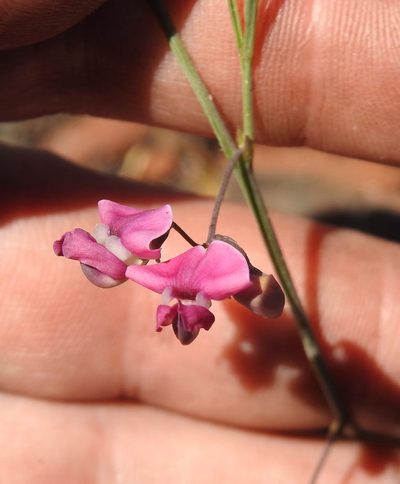 Vigna vexillata, photographed by Matthew Fainman