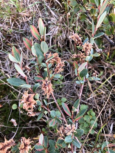 Salix myrtilloides, photographed by Valerii Glazunov