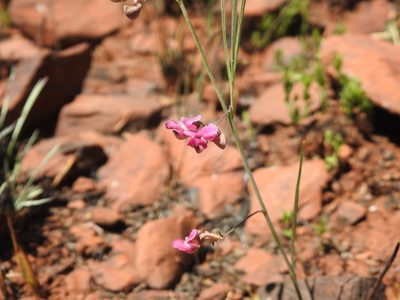 Vigna vexillata, photographed by Matthew Fainman