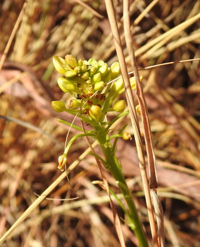 Bulbine capitata, photographed by Matthew Fainman