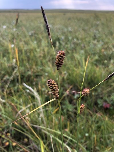 Carex rotundata, photographed by Valerii Glazunov