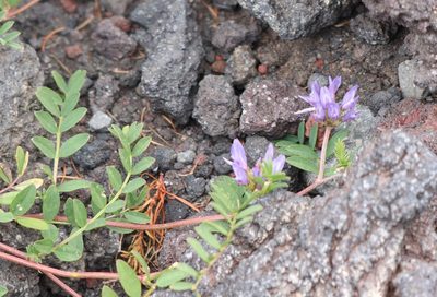 Astragalus laxmannii
