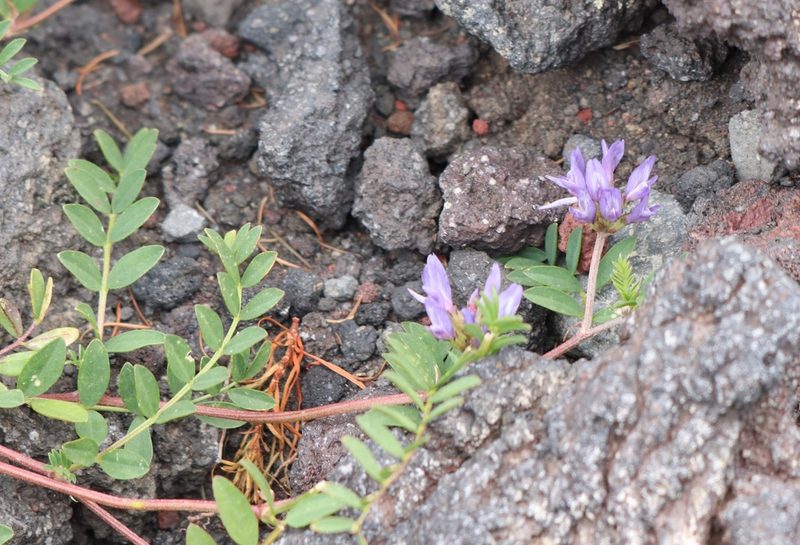 Astragalus laxmannii, photographed by Se Lena