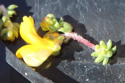 Aspalathus concava, photographed by Tony Rebelo