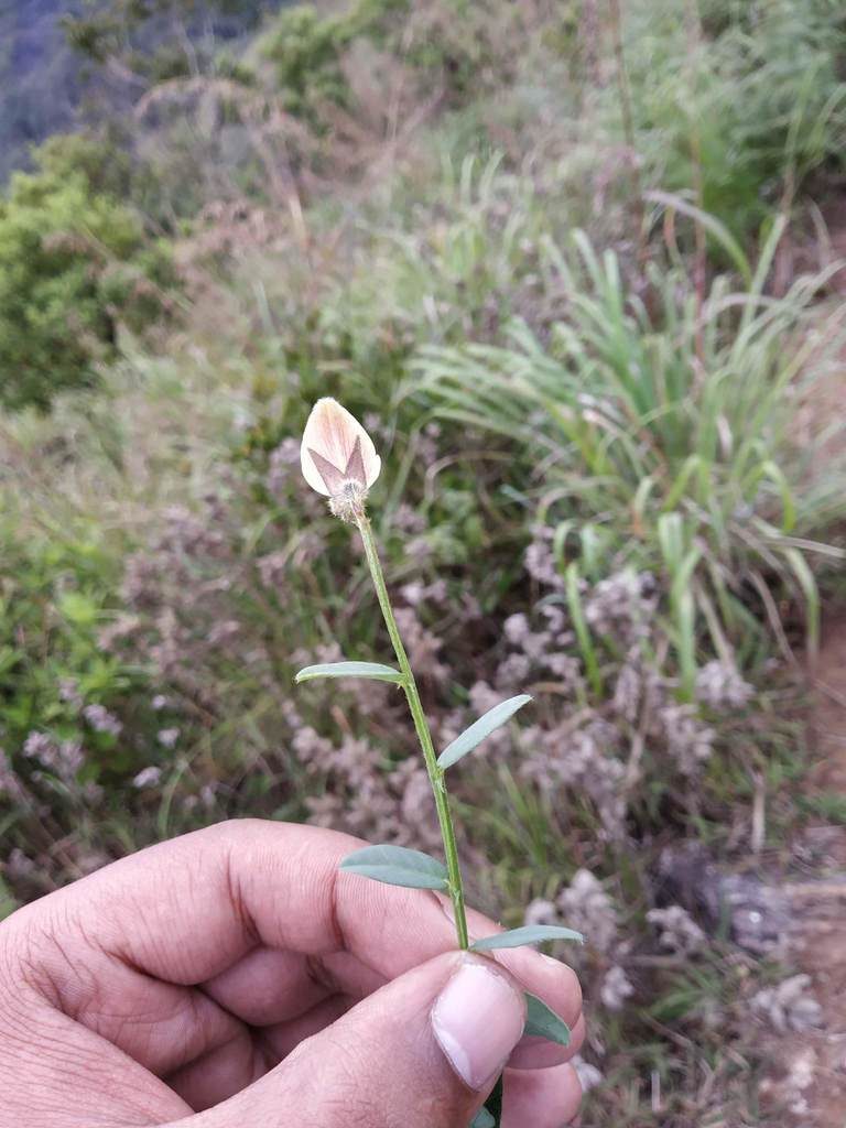 Crotalaria clarkei, photographed by S.MORE
