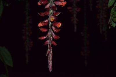 Thunbergia coccinea, photographed by Ansil B.R.