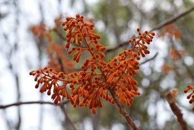 Firmiana colorata, photographed by Ansil B.R.