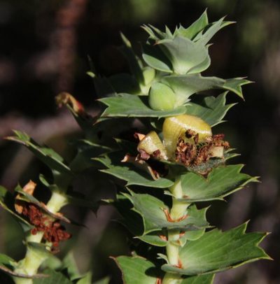 Cliffortia reniformis, photographed by Tony Rebelo