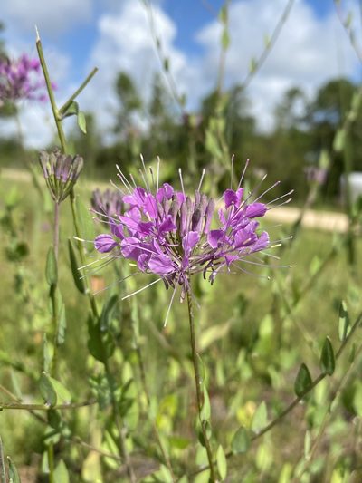 Warea sessilifolia, photographed by Matt Berger