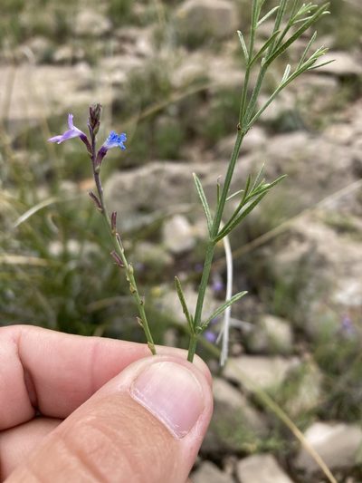 Verbena perennis, photographed by Cecelia Alexander