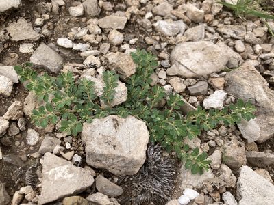 Euphorbia stictospora, photographed by Cecelia Alexander