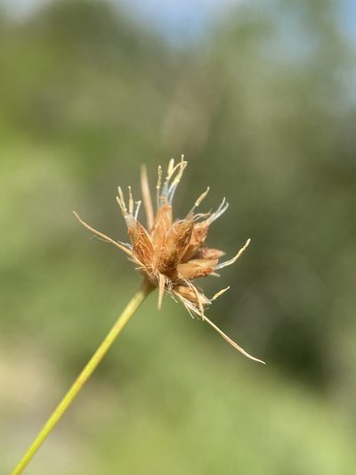 Bulbostylis warei, photographed by Matt Berger
