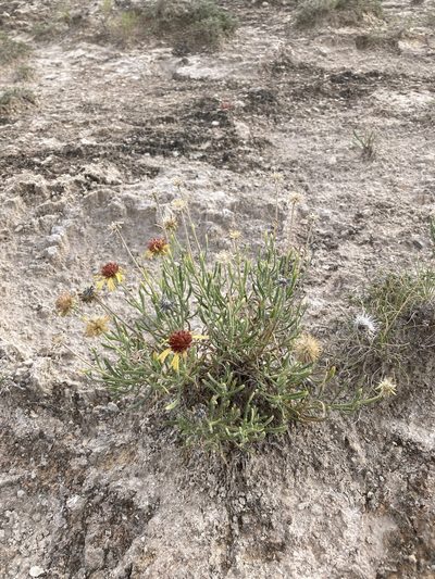 Gaillardia multiceps, photographed by Cecelia Alexander
