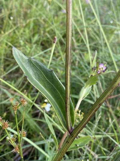 Arnoglossum sulcatum, photographed by Matt Berger