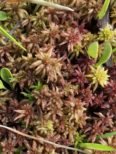 Sphagnum magniae, photographed by Matt Berger