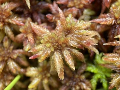 Sphagnum magniae, photographed by Matt Berger