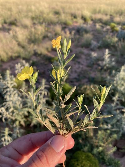 Oenothera tubicula, photographed by Cecelia Alexander