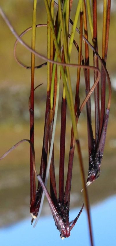 Schoenus compactus, photographed by Tony Rebelo