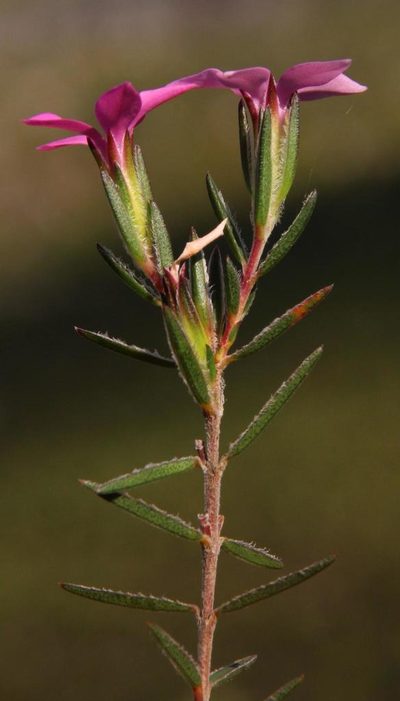 Acmadenia trigona, photographed by Tony Rebelo