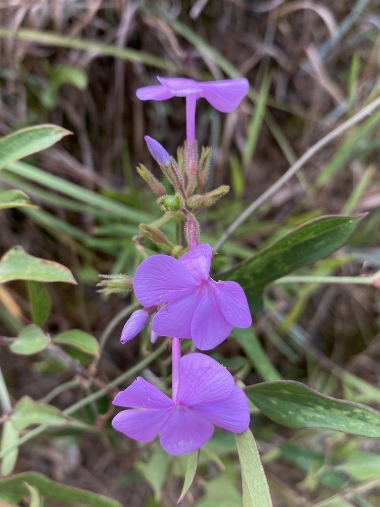 Phlox floridana, photographed by Matt Berger