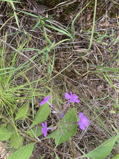 Phlox floridana, photographed by Matt Berger