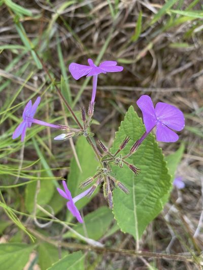 Phlox floridana, photographed by Matt Berger