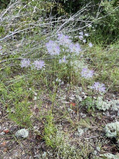 Warea cuneifolia, photographed by Matt Berger