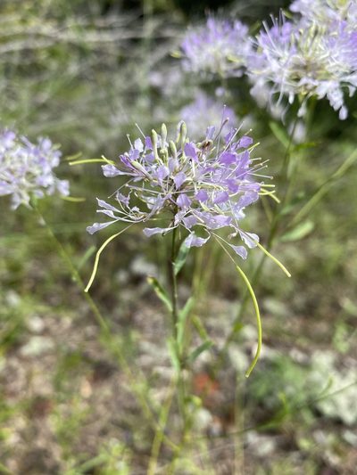 Warea cuneifolia, photographed by Matt Berger