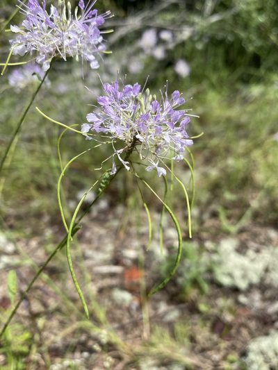 Warea cuneifolia, photographed by Matt Berger