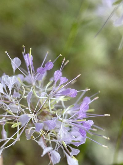 Warea cuneifolia, photographed by Matt Berger
