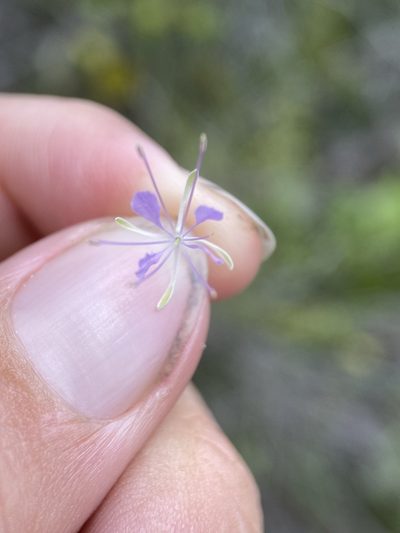 Warea cuneifolia, photographed by Matt Berger