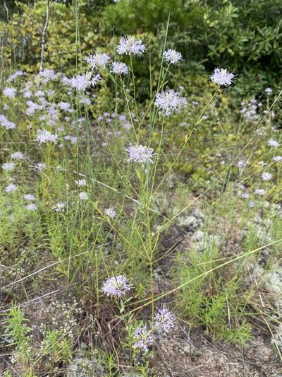 Warea cuneifolia, photographed by Matt Berger