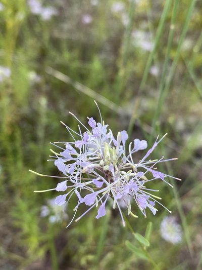 Warea cuneifolia, photographed by Matt Berger
