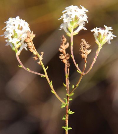 Selago brevifolia, photographed by Tony Rebelo