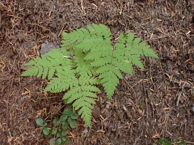 Gymnocarpium disjunctum, photographed by John Brew