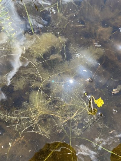 Utricularia floridana, photographed by Matt Berger