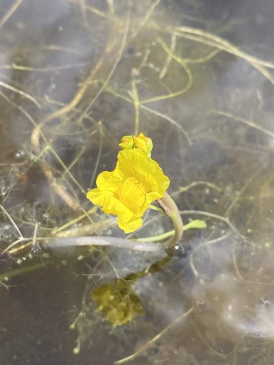 Utricularia floridana, photographed by Matt Berger