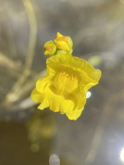 Utricularia floridana, photographed by Matt Berger