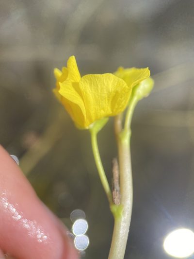 Utricularia floridana, photographed by Matt Berger