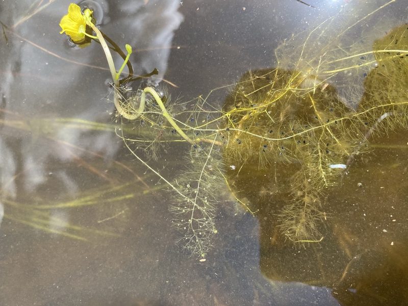 Utricularia floridana, photographed by Matt Berger