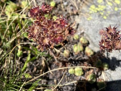Sempervivum montanum, photographed by Patrick Delhalt