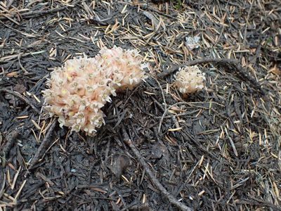Hemitomes congestum, photographed by John Brew