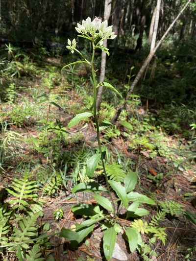 Arnoglossum sulcatum, photographed by Matt Berger