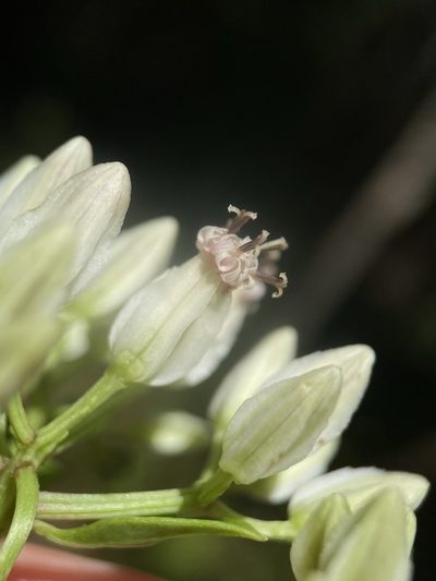 Arnoglossum sulcatum, photographed by Matt Berger