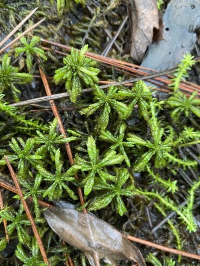 Sphagnum portoricense, photographed by Matt Berger