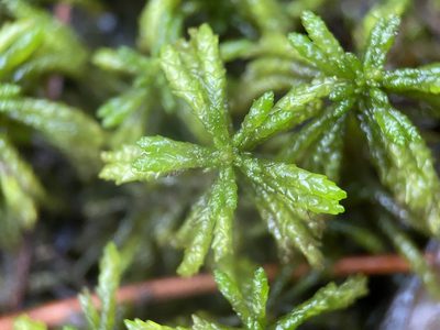 Sphagnum portoricense, photographed by Matt Berger