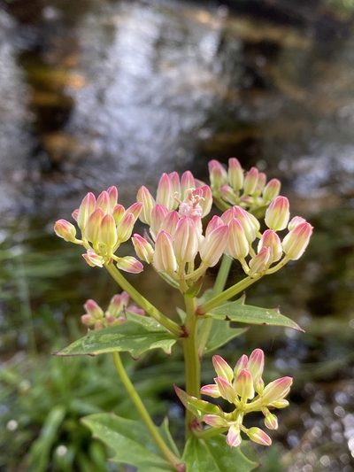 Arnoglossum sulcatum, photographed by Matt Berger