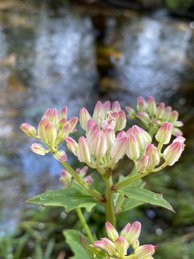 Arnoglossum sulcatum, photographed by Matt Berger