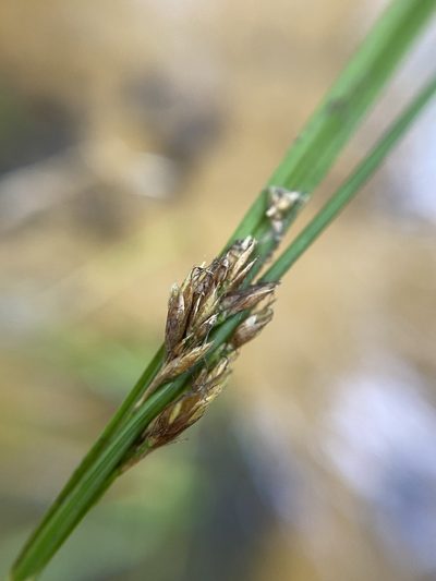 Rhynchospora crinipes, photographed by Matt Berger